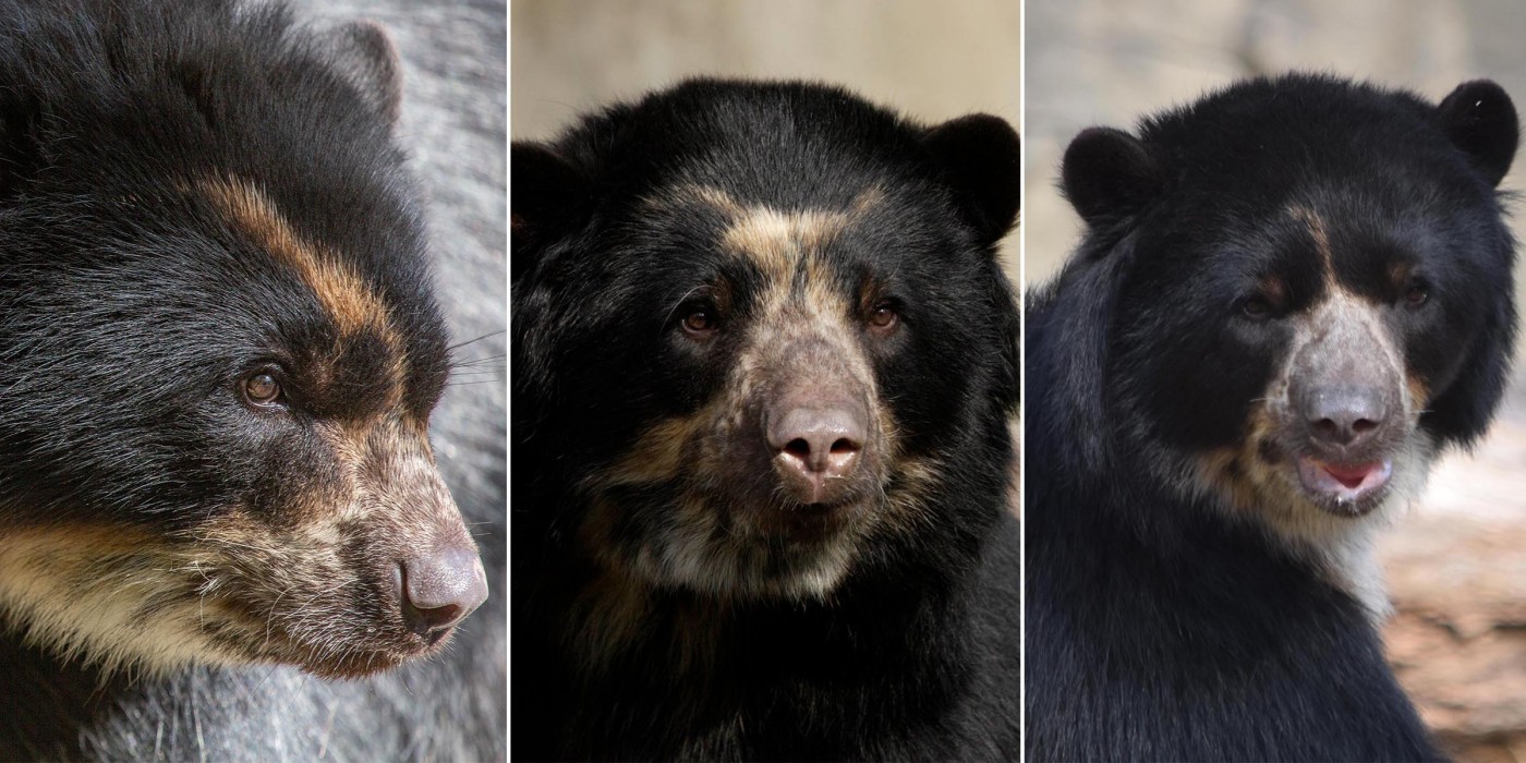 From left: Brienne, Billie Jean and Quito. Andean bear facial markings are unique, just like fingerprints!