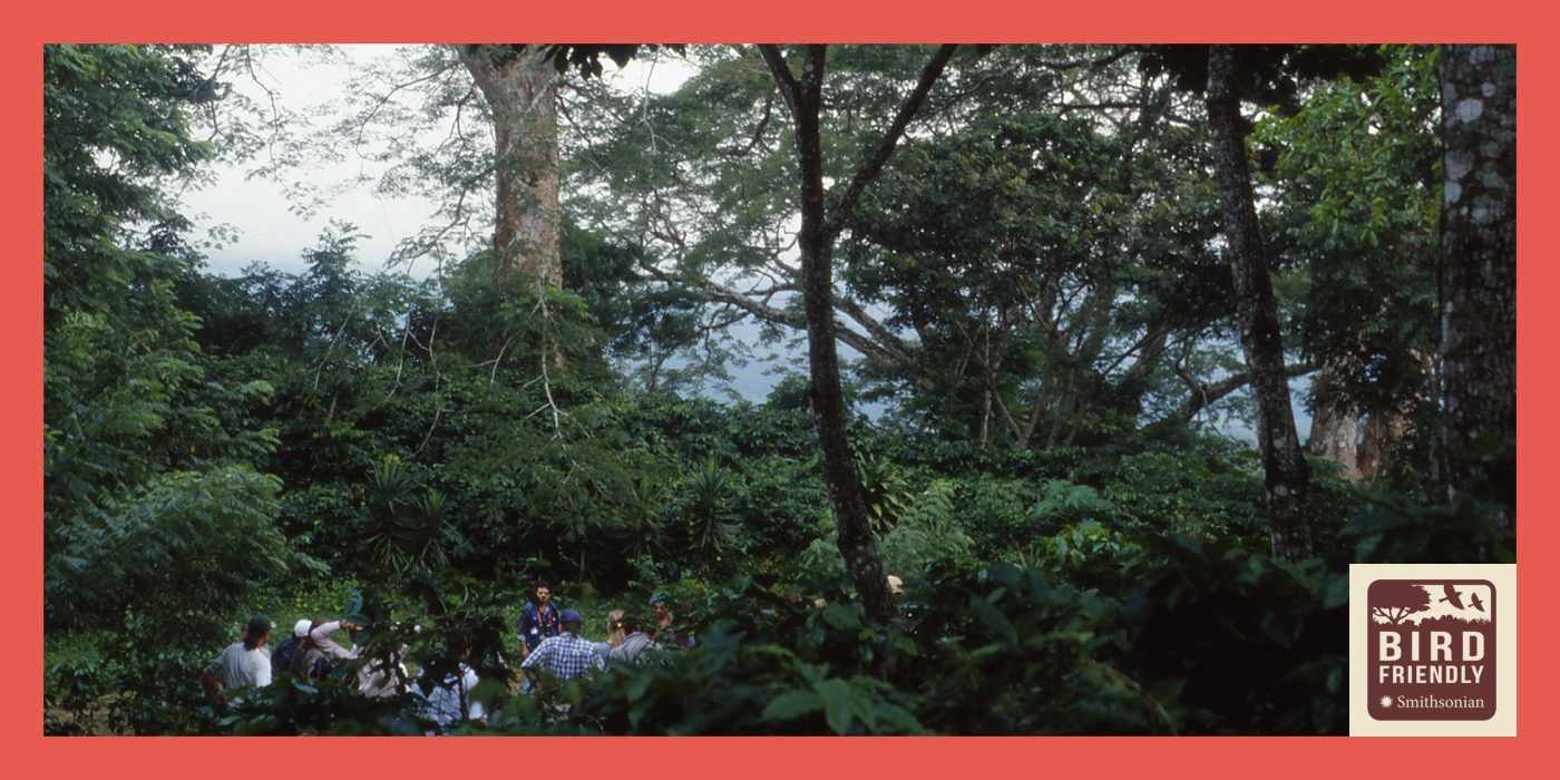 A group of people walk through a Bird Friendly coffee farm with trees and other vegetation