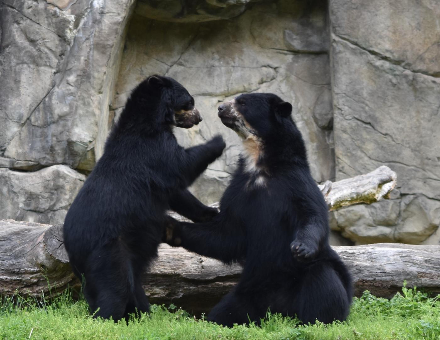 Andean bears Billie Jean and Quito. 