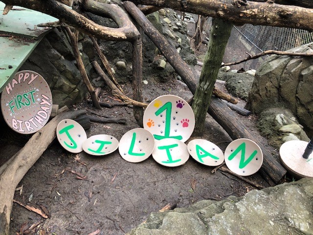 Keepers celebrate clouded leopard Jilian's first birthday.