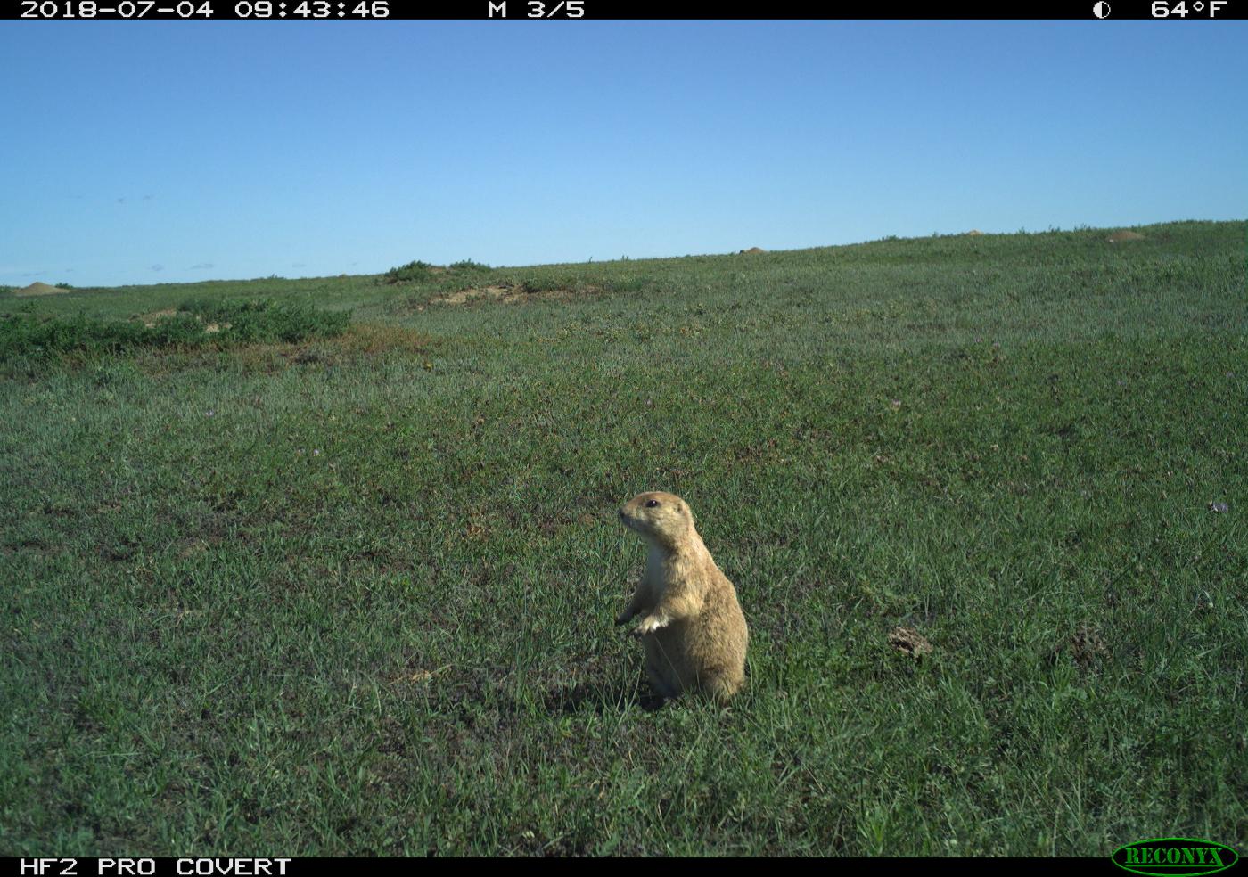 A black-tailed prairie dog (Cynomys ludovicianus) standing on its hind legs in the grass caught on film by a camera trap in the American Prairie Reserve in Montana