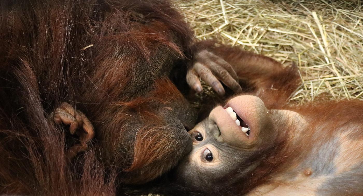 Bonnie and Redd orangutans wrestle in the Great Ape House.