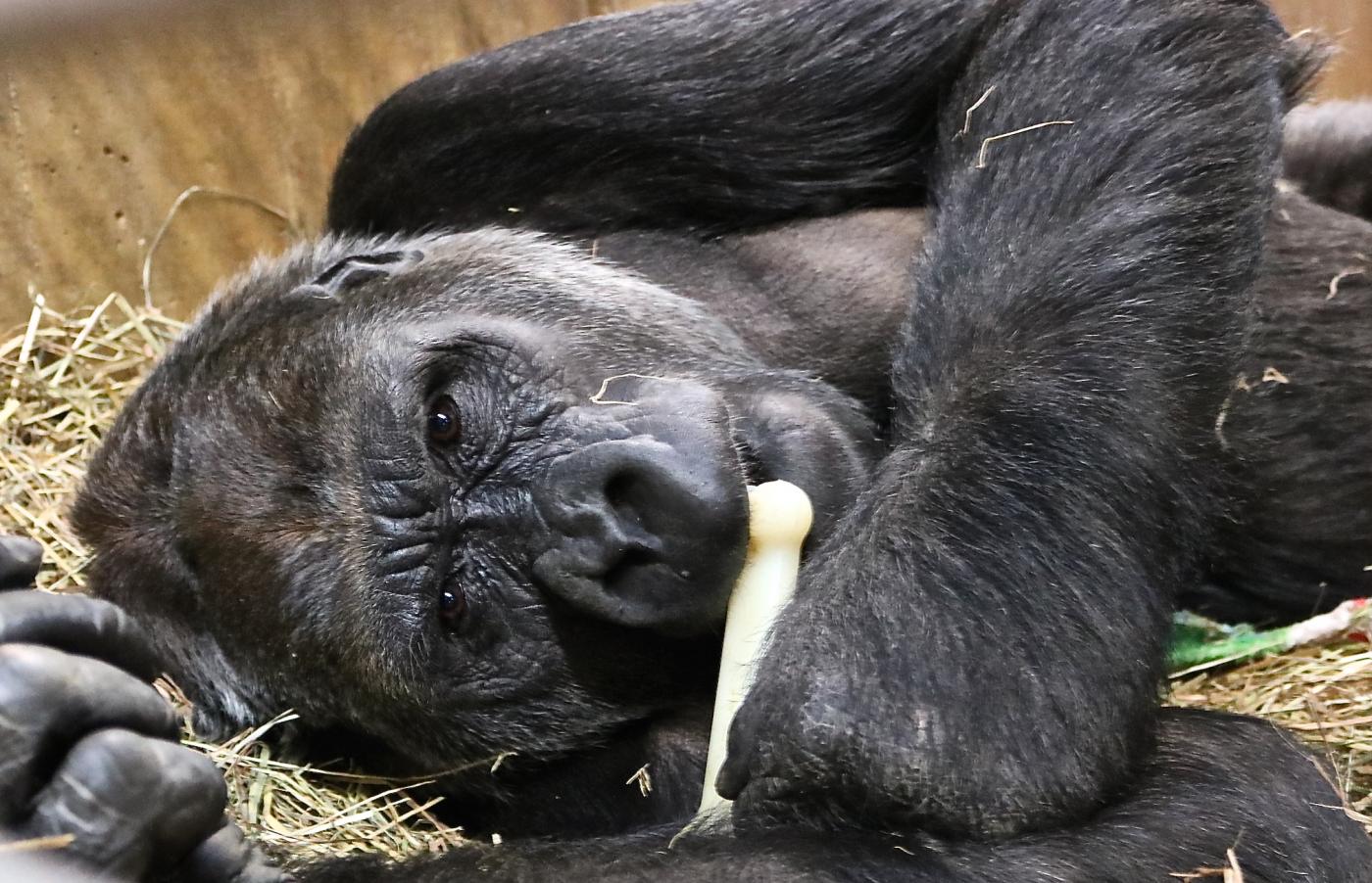 Western lowland gorilla Calaya chews on a Nylabone at the Great Ape House.