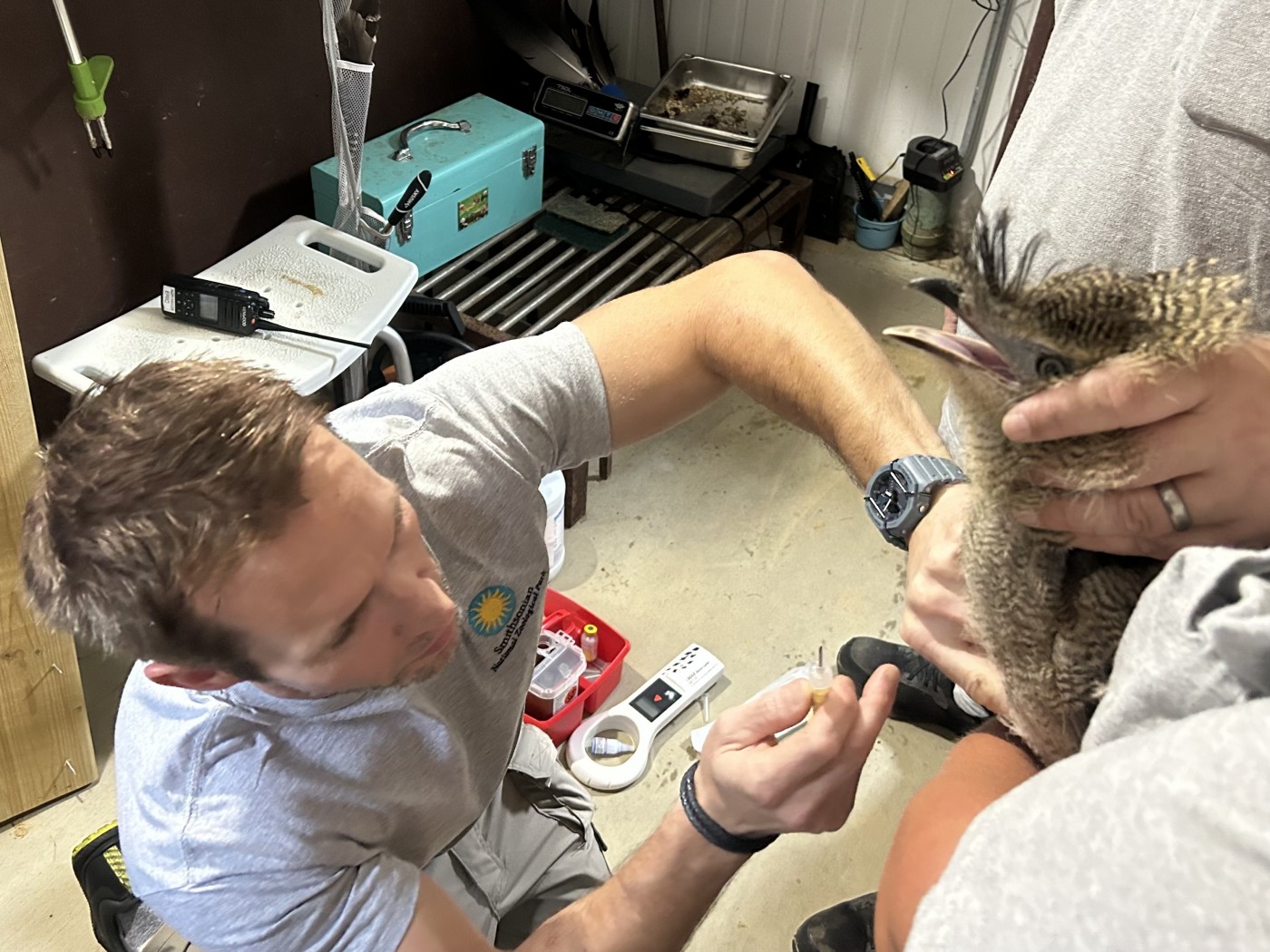 Jonathan Lorenzo places a transponder on a red-legged Seriema chick that hatched at the Bird House. 