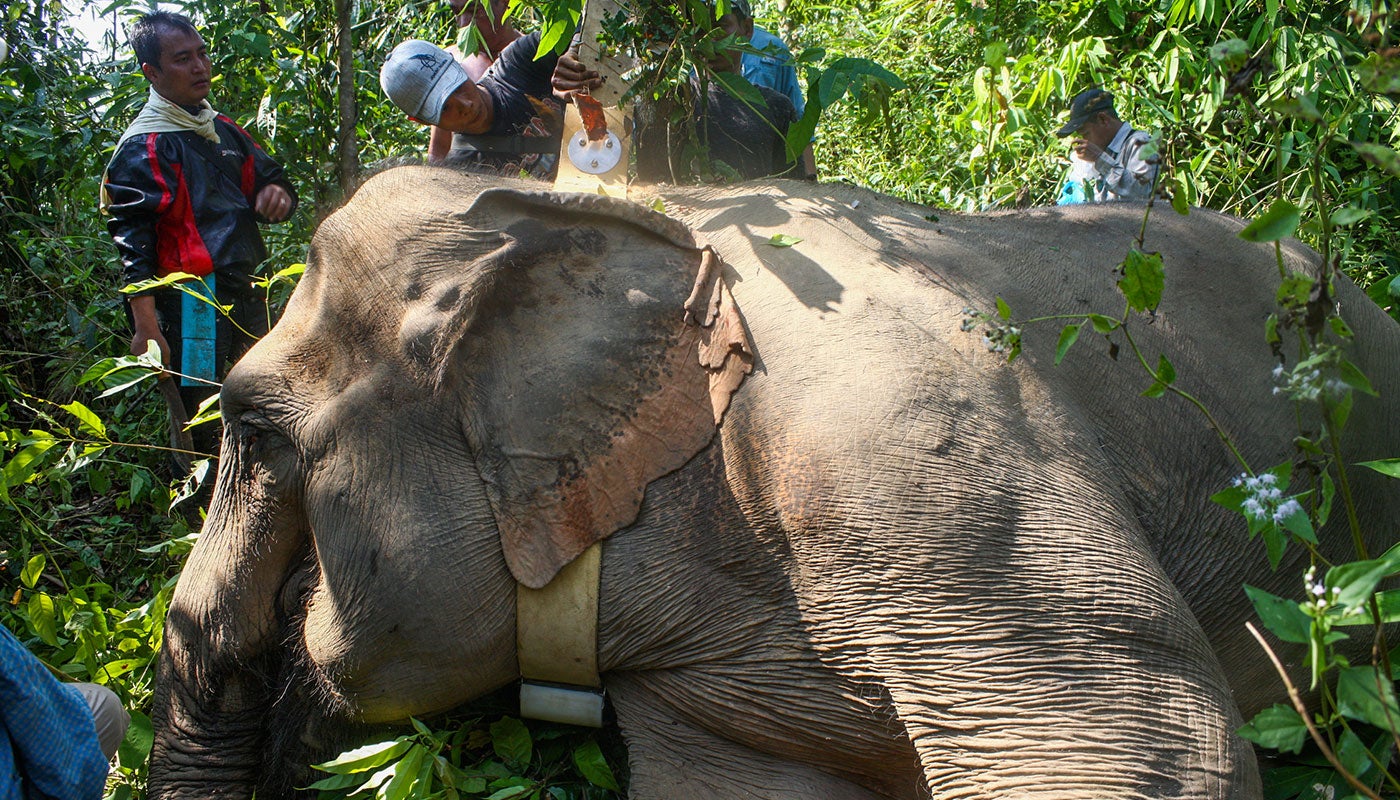A health adult Asian elephant lays on the ground while scientists and veterinarians fit it with a GPS tracking collar