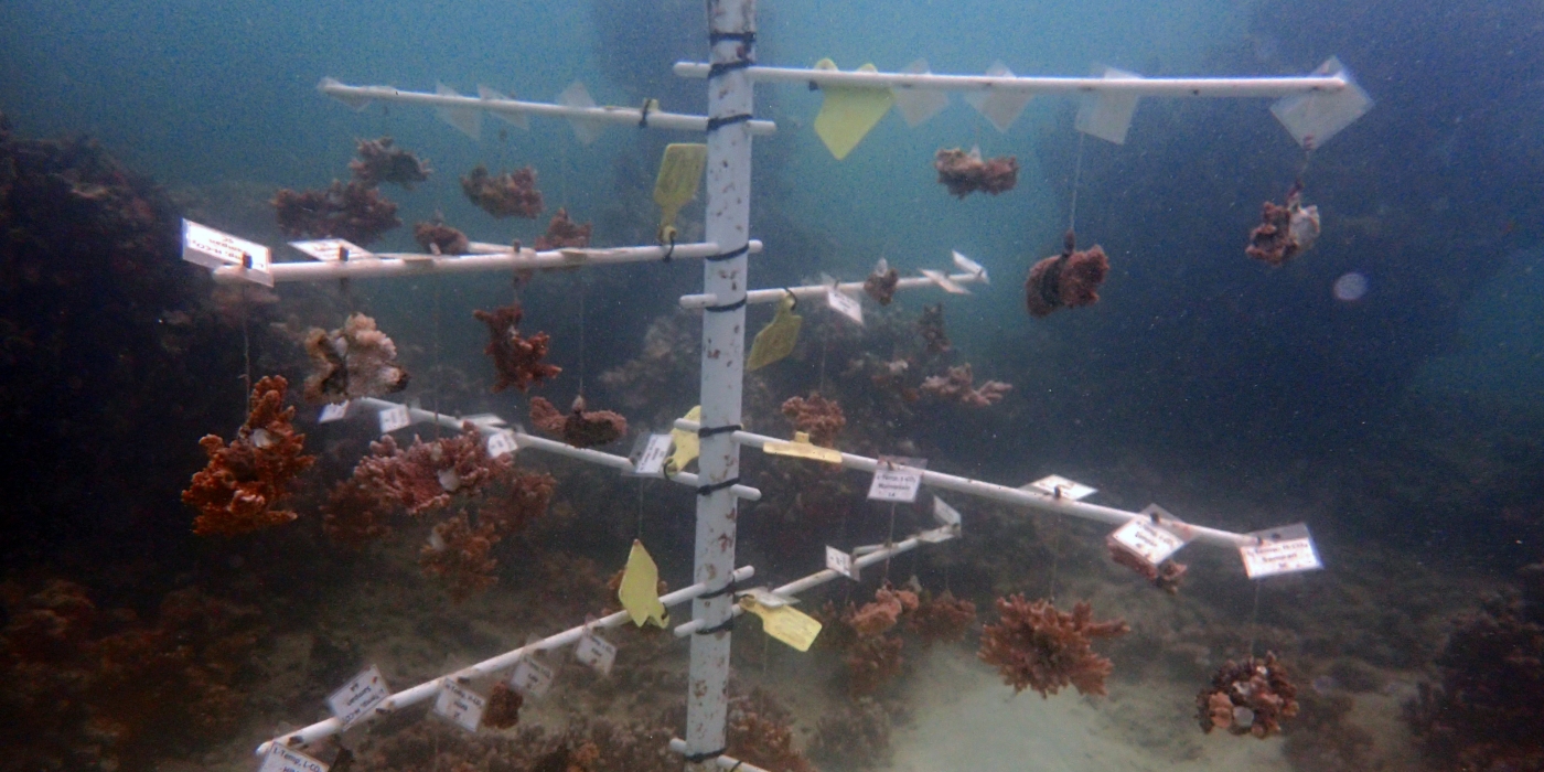 A coral tree holds brown rice coral and blue rice coral in Kanahoe Bay.