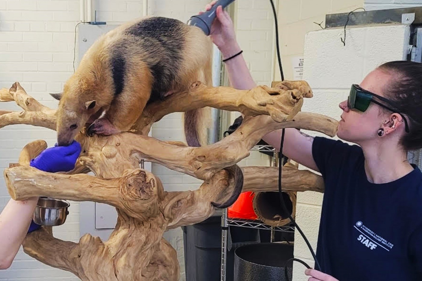 Alana Frum conducts photobiomodulation therapy treatment on a tamandua at the Small Mammal House.