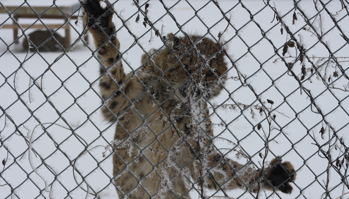 A cheetah cub stands against the fence on its hind legs, watching the keeper taking the photo.