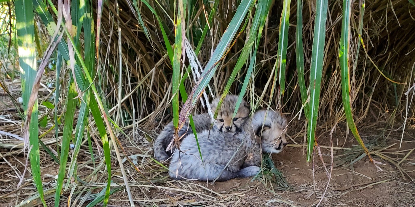 Two 3-week-old cheetah cubs cuddle next to each other next to some tall grasses in their yard. There is hay and grass laying over the dirt under them. One cub is laying parallel to the camera and the other is laying behind him, facing the camera.