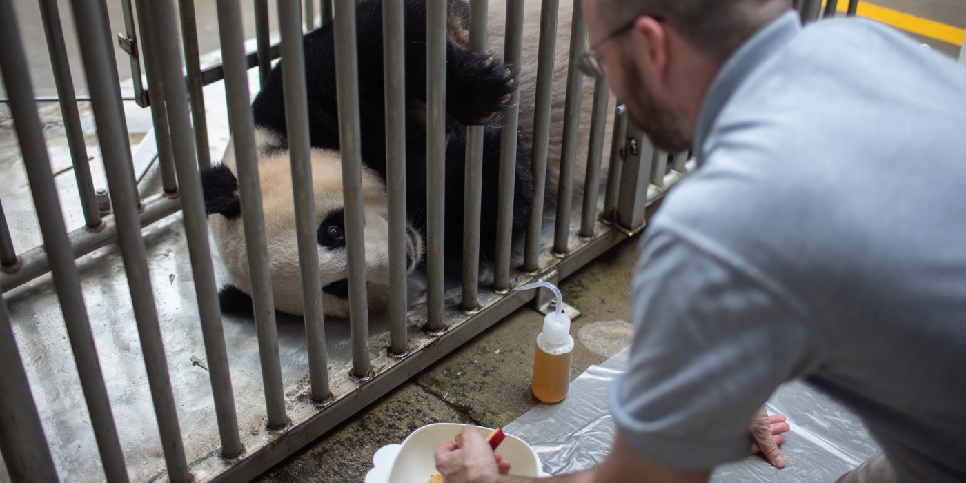 Keeper Marty Dearie asks giant panda Mei Xiang to lay on her side for an ultrasound.