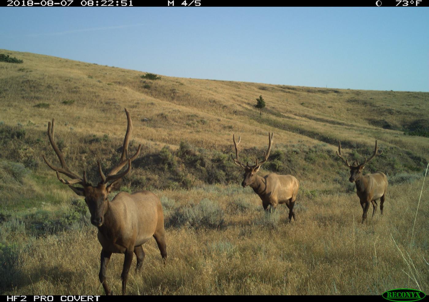 A group of three elk (Cervus canadensis) with long horns walk through the grass. They were caught on film by a camera trap in the American Prairie Reserve in Montana