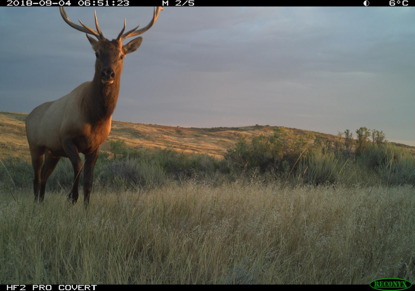 A camera trap photo of an elk (Cervus canadensis) standing in the grass at dusk in the American Prairie Reserve in Montana