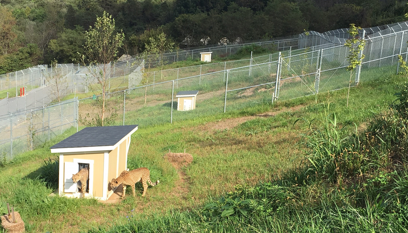 Cheetahs Nick and Ashaki explore their new den at the Cheetah Ridge Facility.