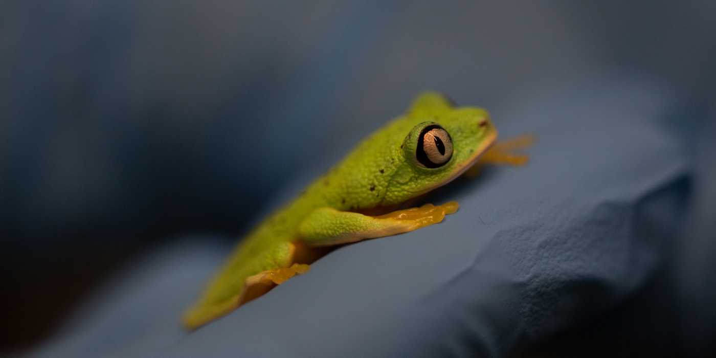 Lemur frog resting on a blue glove.