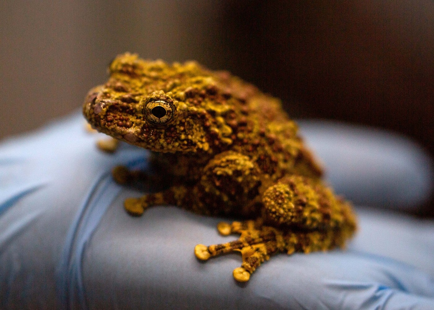 Vietnamese mossy frog in a gloved hand