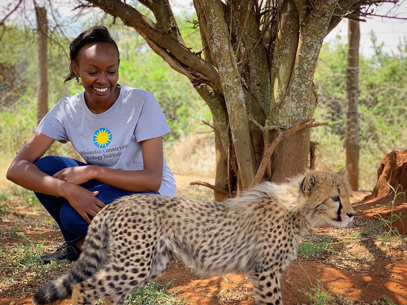 A Global Health Program veterinary fellow kneels near a young cheetah