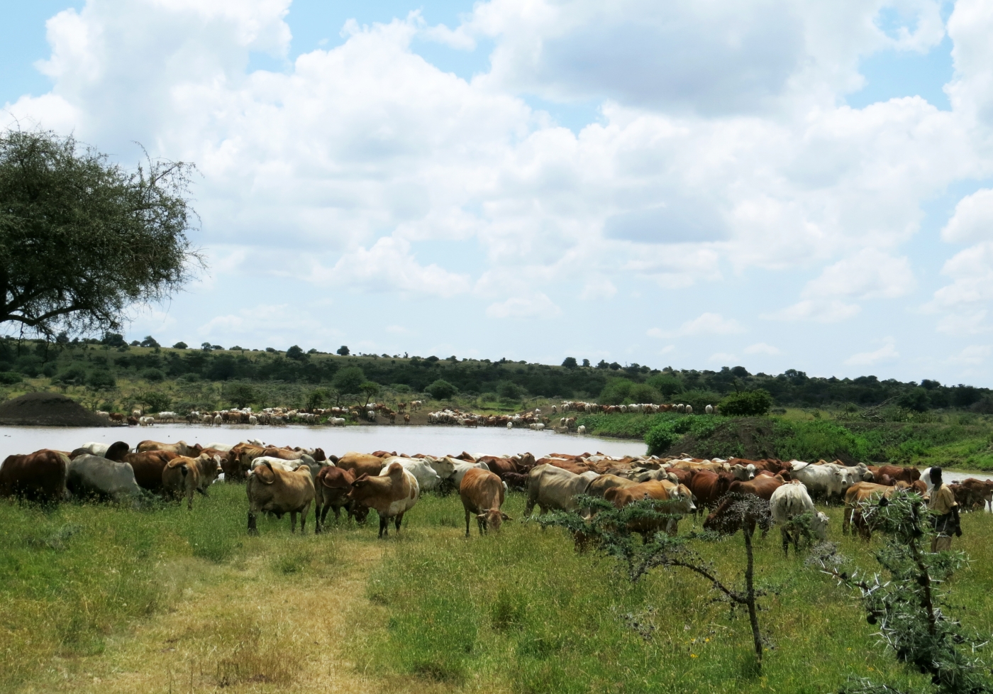 A herd of cattle grazing in the grass near a pond in Laikipia, Kenya