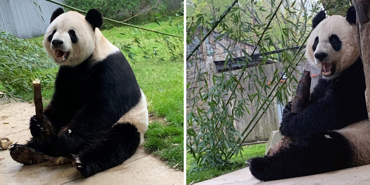Giant pandas Tian Tian (left) and Mei Xiang (right) eat their bamboo shoots at the back of their yards.