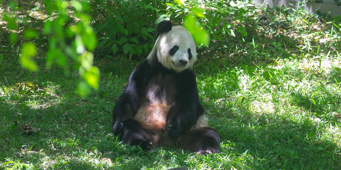 Tian Tian relaxes in the shade at the giant panda habitat.