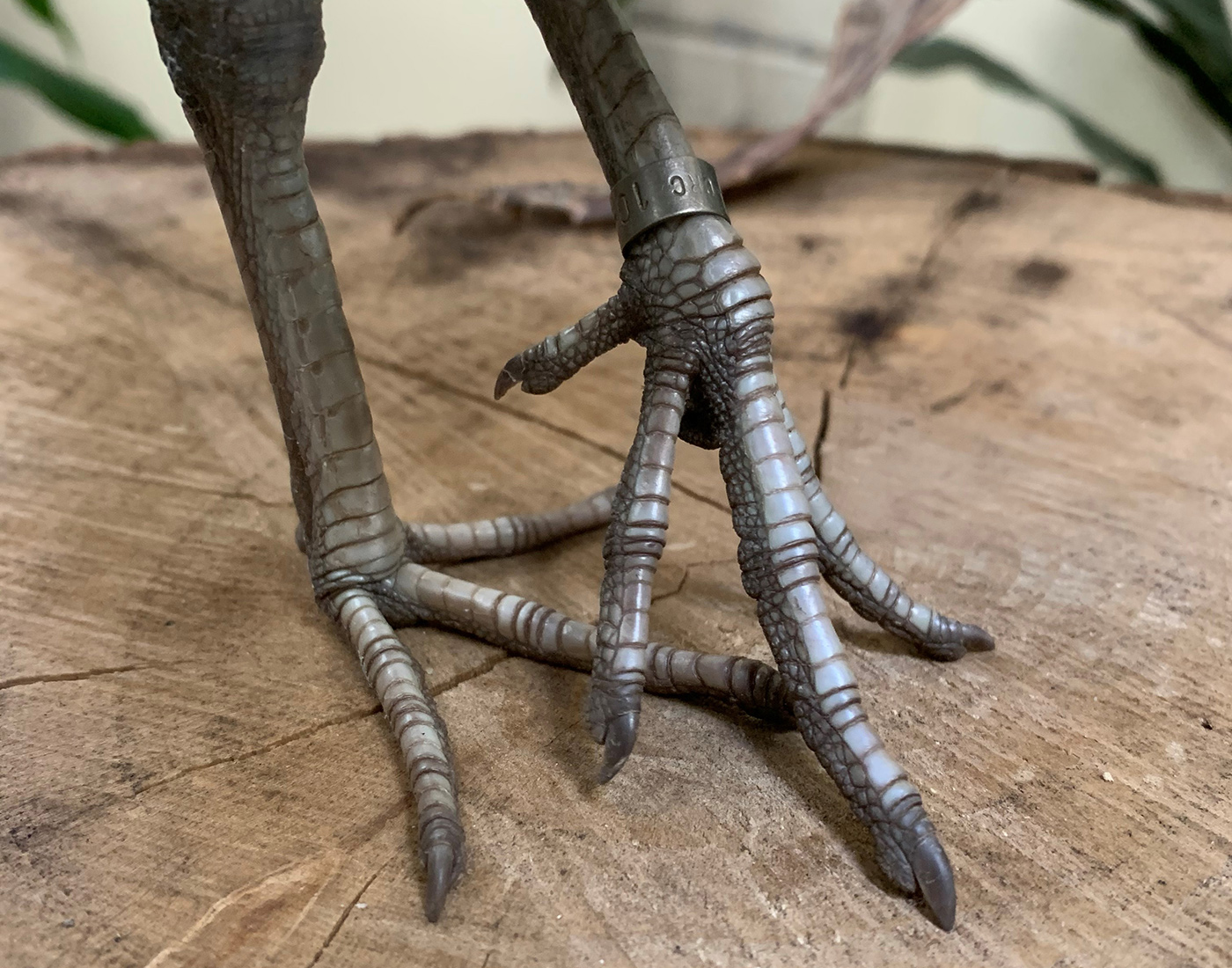 A close-up photo of a Guam rail's toes. Guam rails are flightless birds, with three long, flat front toes and one short rear toe.