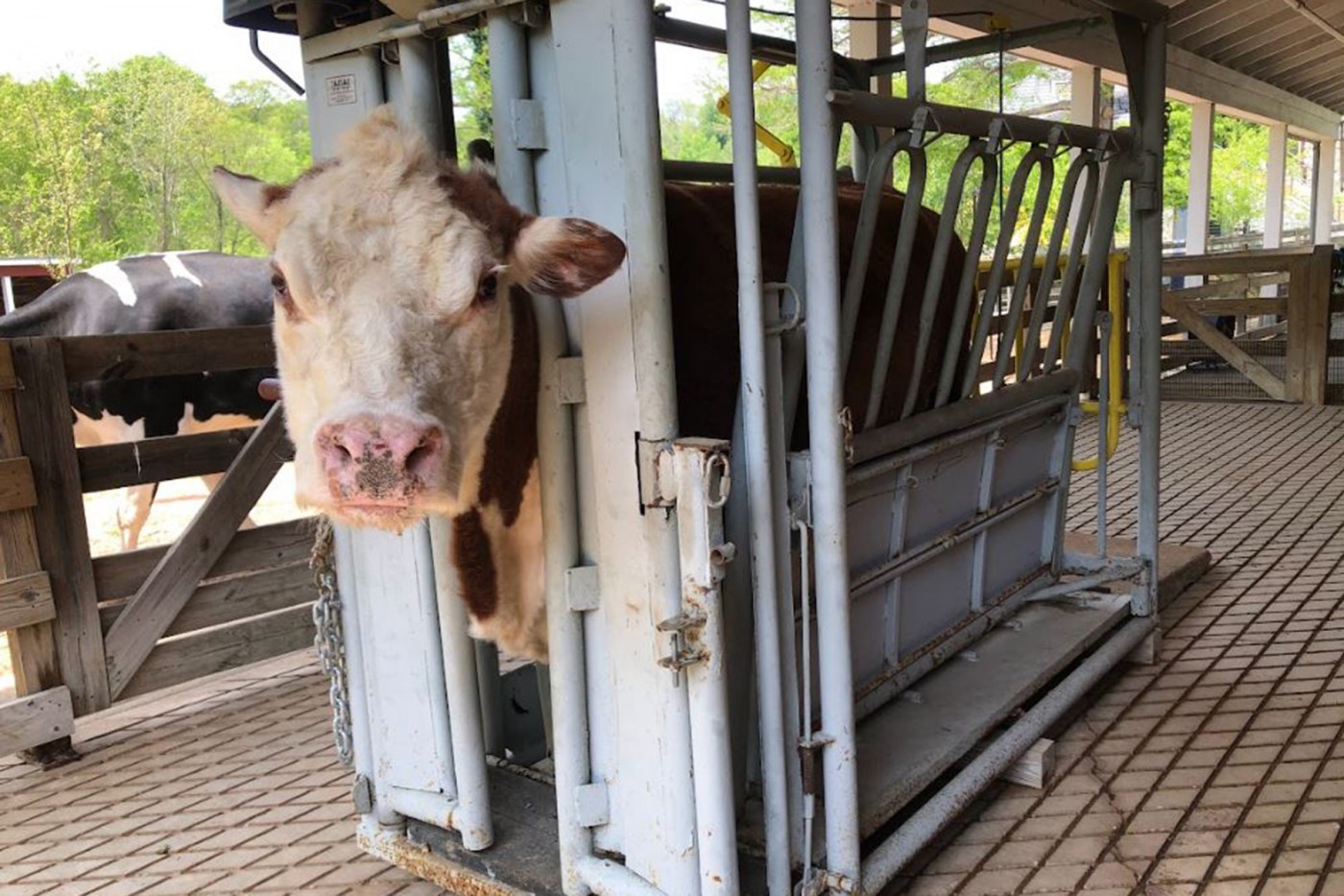 Keeper Nikki Maticic trained Rose, our former Hereford cow, to enter the chute for medical exams.