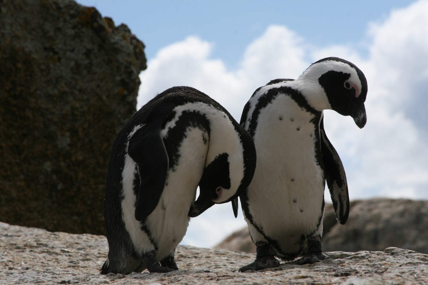 Two African Penguins