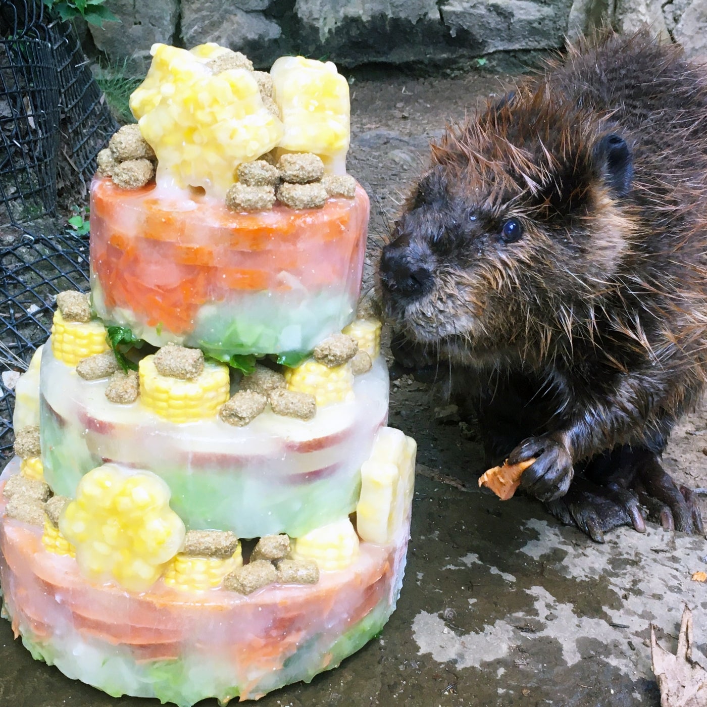 Beaver Chipper celebrates his 20th birthday at American Trail