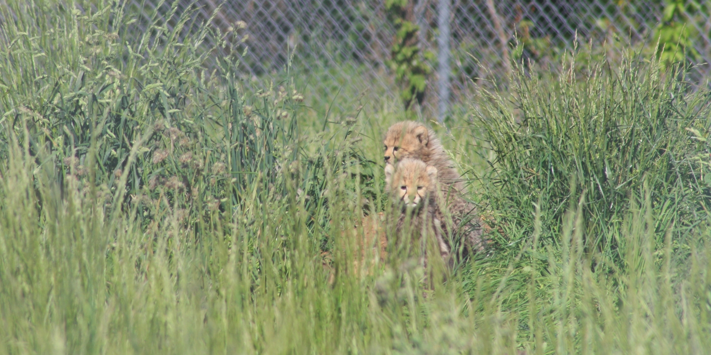 Cheetah cubs on a mound overlooking their yard.