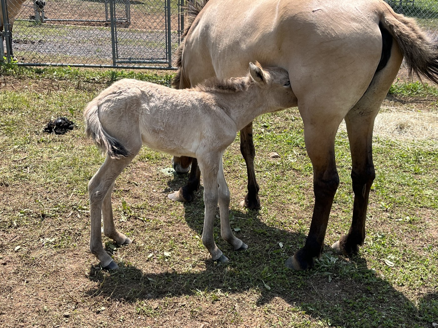 Photo of a young Przewalski's horse nursing from her mother in a grassy pasture.