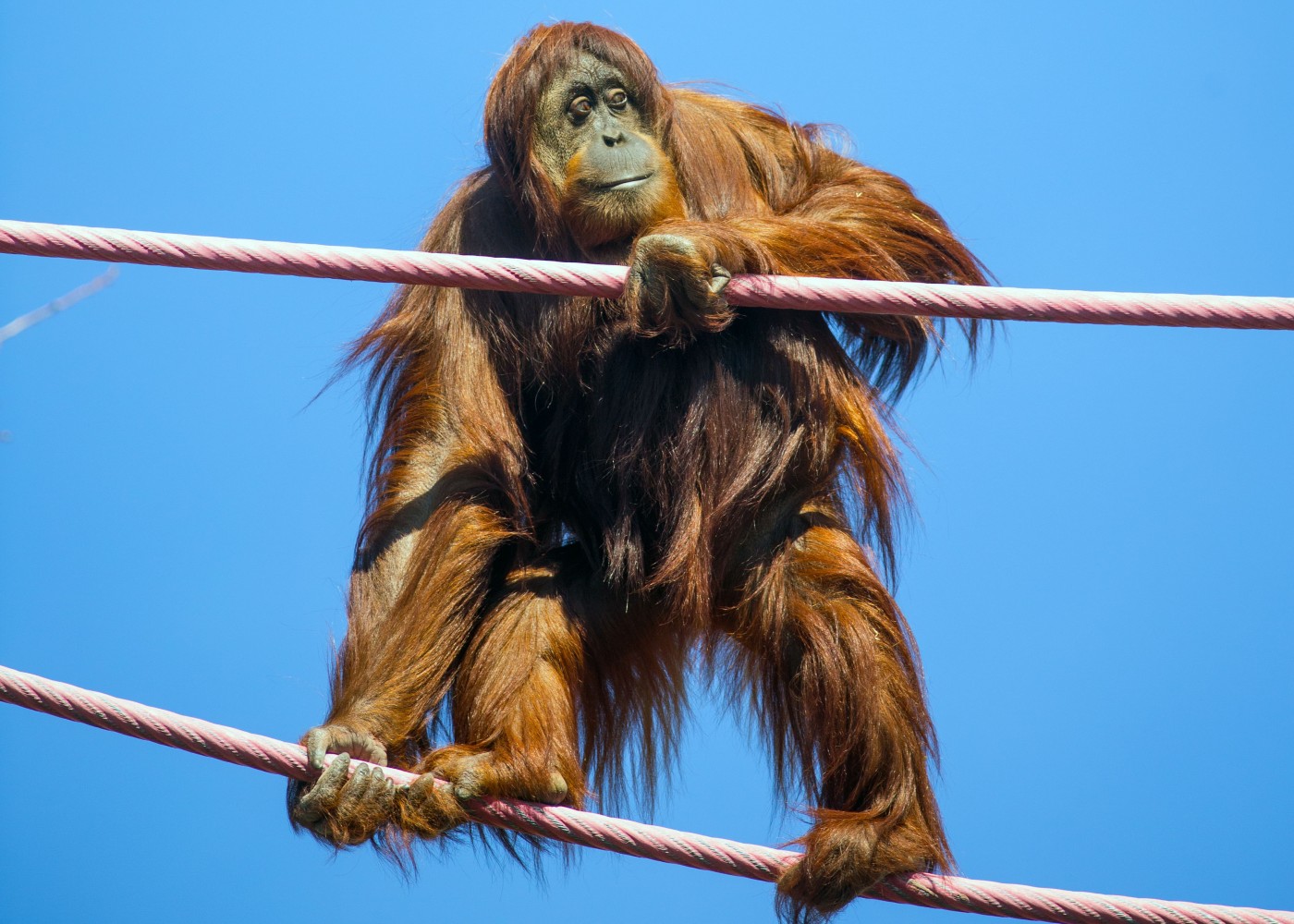 Orangutan Iris crosses the O-Line