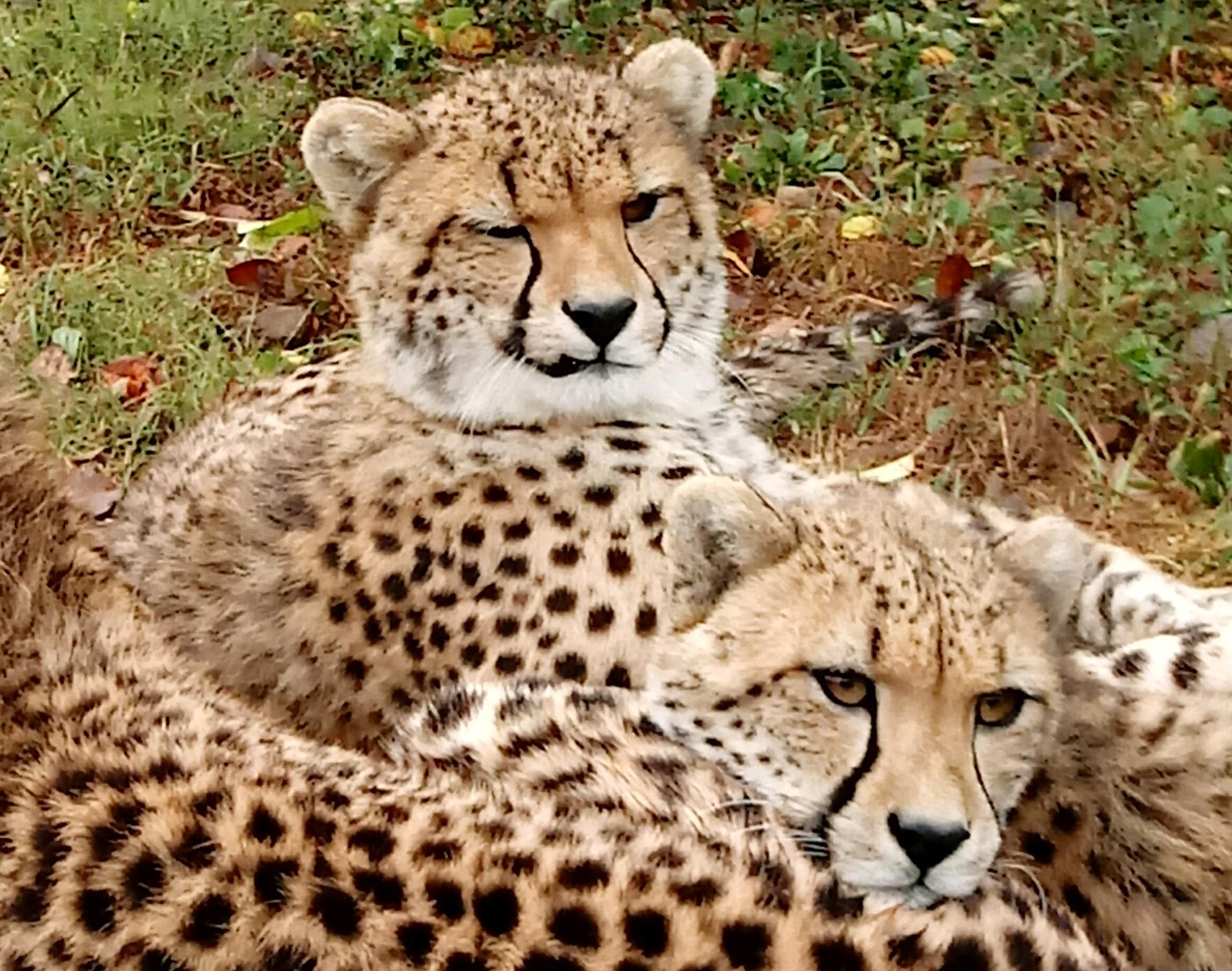 2-year-old cheetah, James, is missing his top left canine tooth, making his lip sit funny.