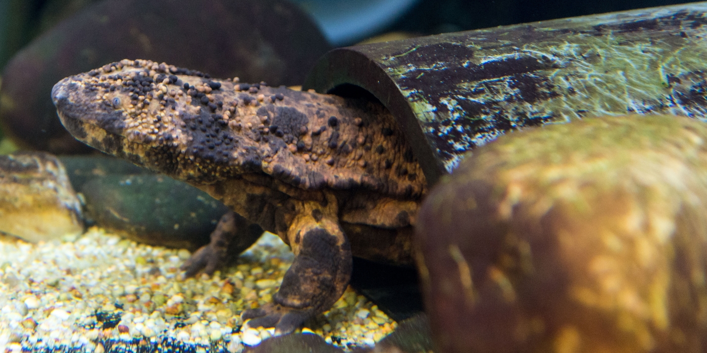 The Reptile Discovery Center's Japanese giant salamander exhibit includes nooks and crannies where the animals can hide. Environmental enrichment, like the rocks and tube in this photo, are critical to the salamander's well-being.