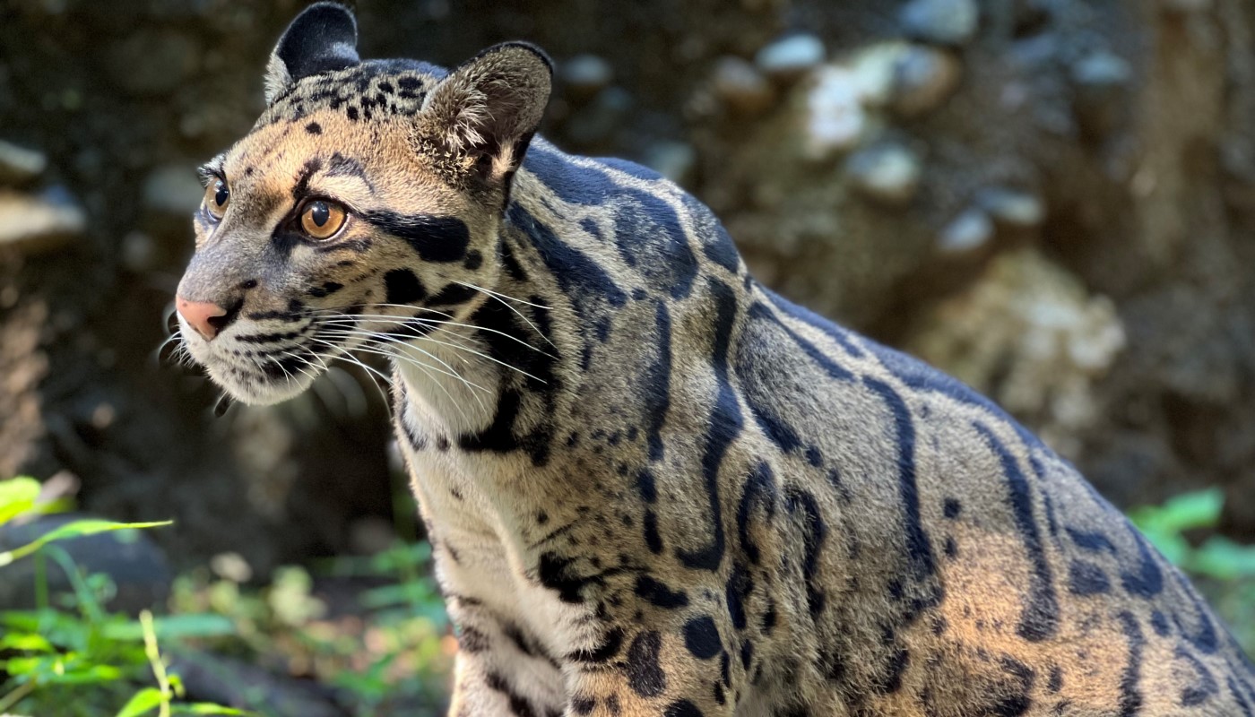 Female clouded leopard Jilian in her yard. 