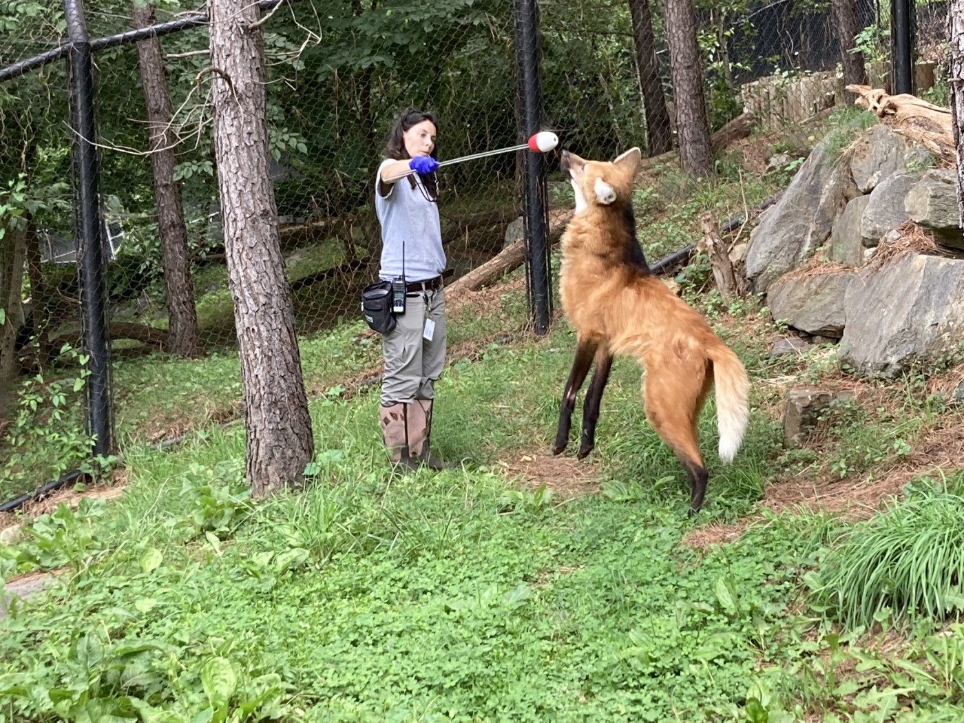 maned wolf Quito