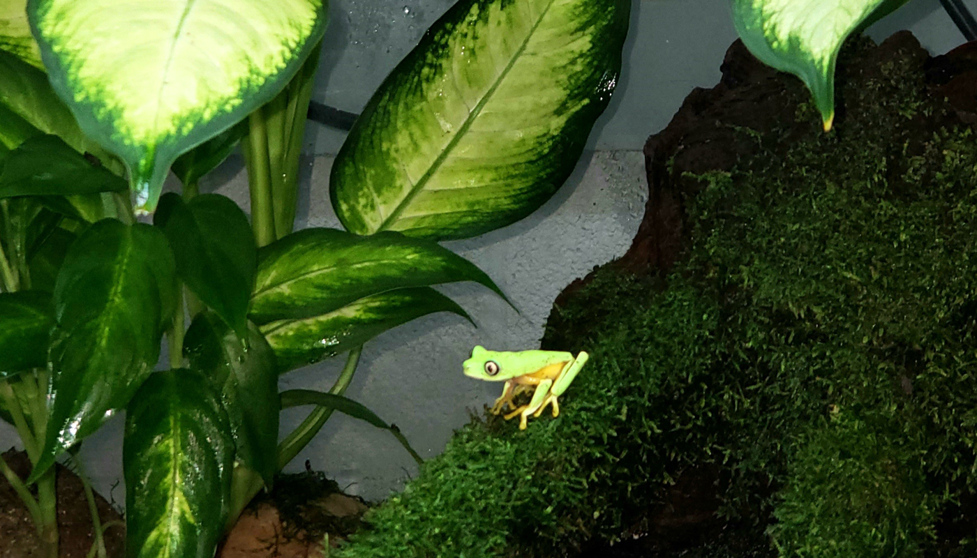 A lemur tree frog perches on a mossy structure in its tank.