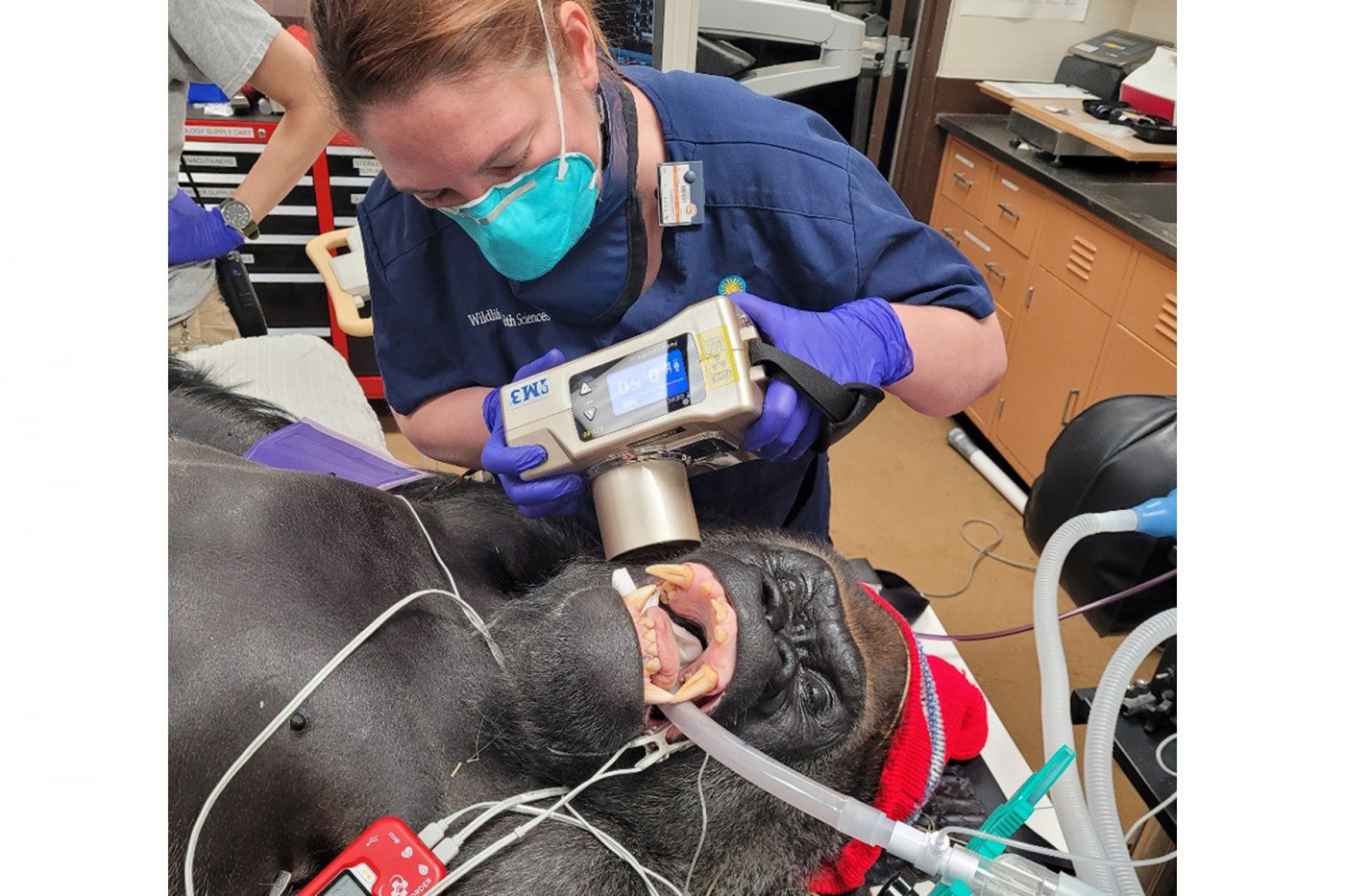 Kristine Williams takes a dental radiograph of western lowland gorilla Baraka’s teeth. 