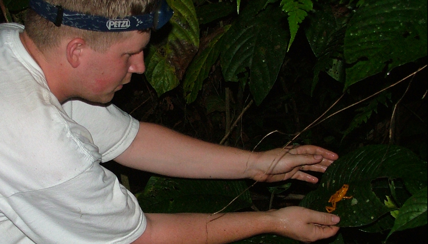 Matt Evans leans over a Panamanian golden frog on a leaf in Panama. His hands hold the leaf, giving a better view of the tiny frog.