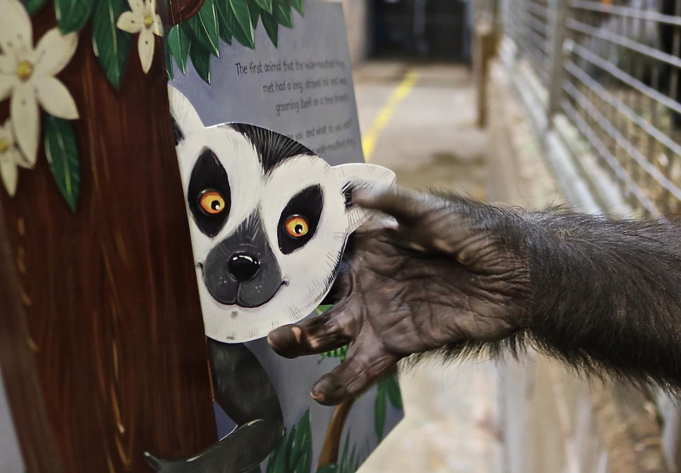 9-month-old Moke touches a pop-up book.
