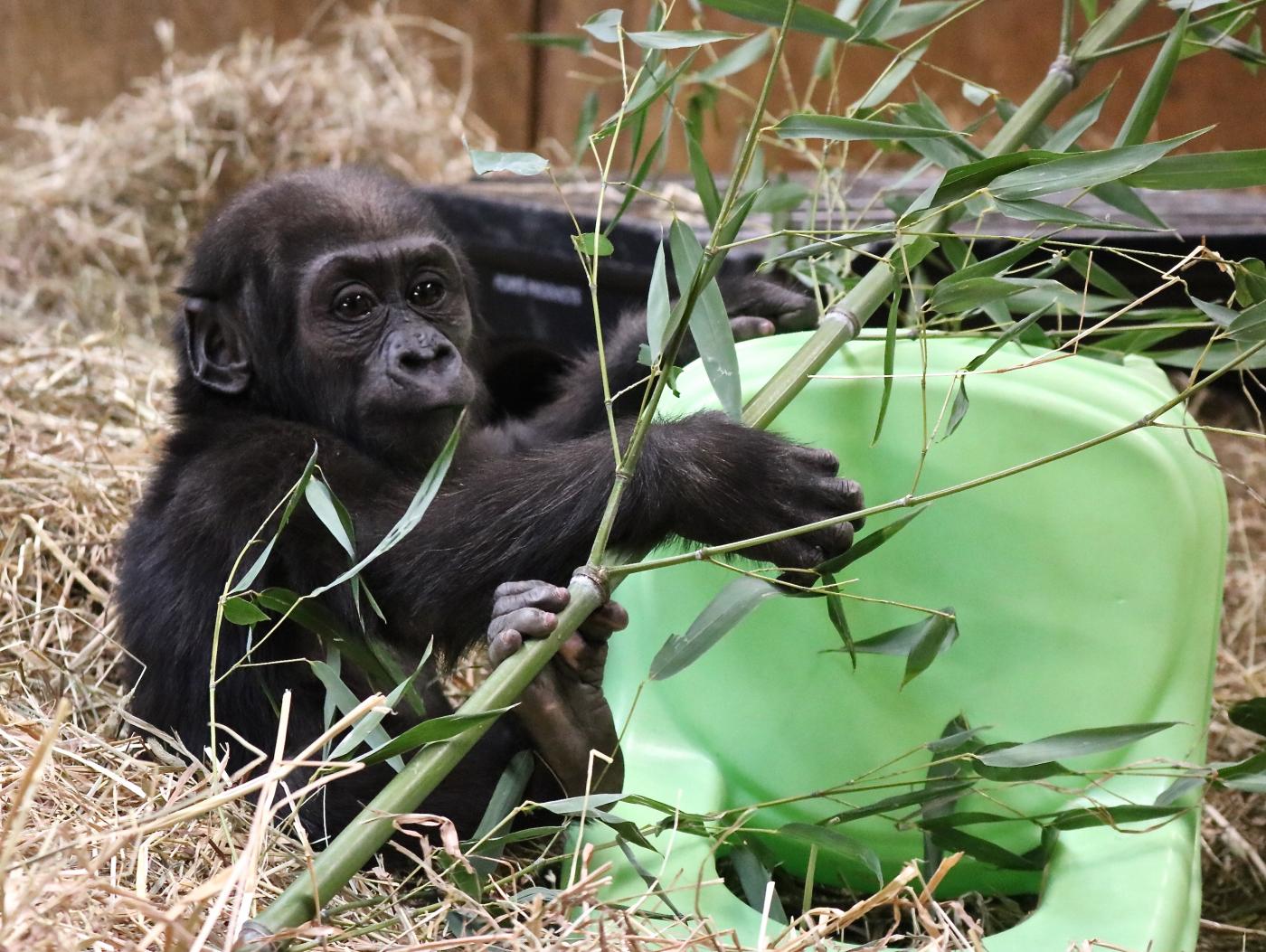 Gorilla infant Moke plays with an enrichment chair and some browse at the Great Ape House.
