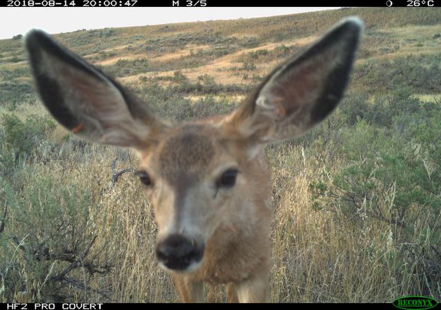 A camera trap photo of a mule deer with large ears and thick fur at the American Prairie Reserve in Montana