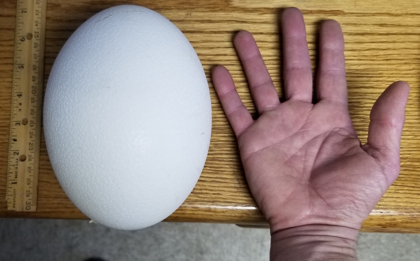 An ostrich egg placed on a table next to an animal keeper's open hand to demonstrate its size and a ruler showing the egg is about 7 inches long
