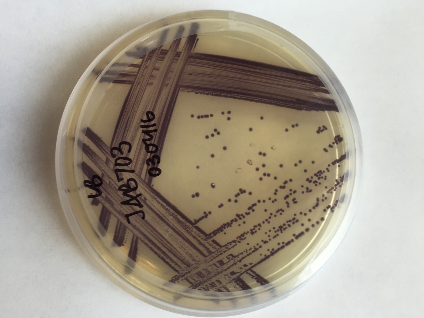 Genetically modified Panamanian golden frog bacteria in a petri dish.