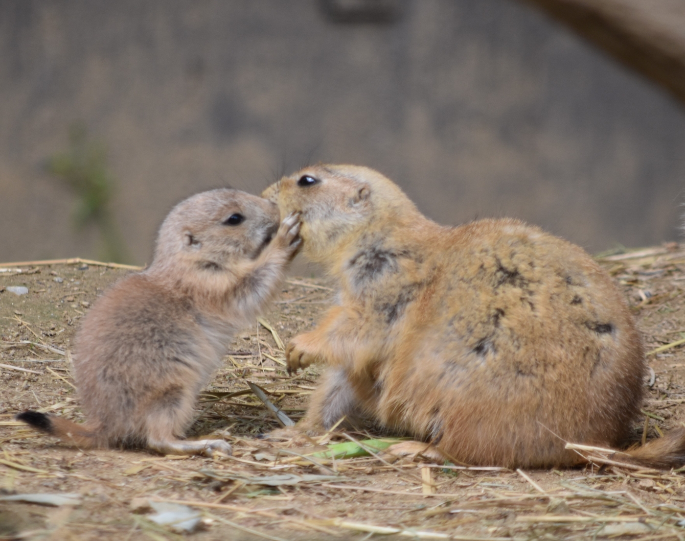 Prairie dog pup and its mom