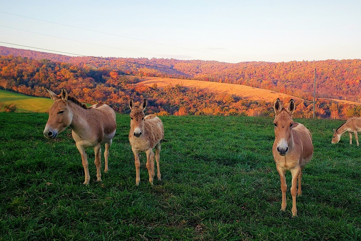 Three generations in one photo! Our Persian onager filly (middle) stands in between her mother, Sayeh (left), and her grandmother, Yasmin (right).