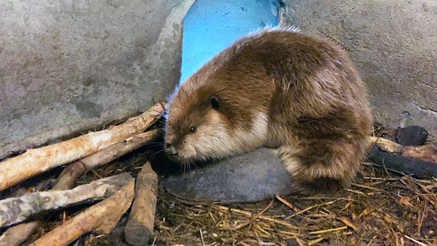 Beaver Poppy in her lodge on American Trail. 