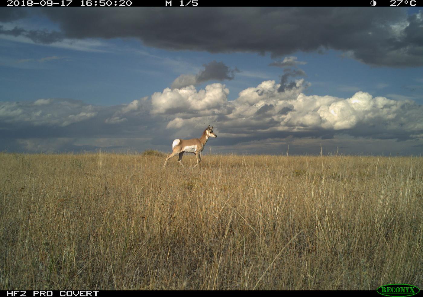 A pronghorn (Antilocapra americana) caught on film by a camera trap in the American Prairie Reserve in Montana