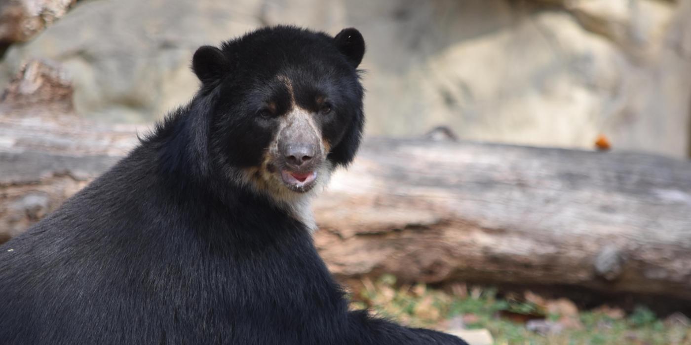 Andean bear Quito