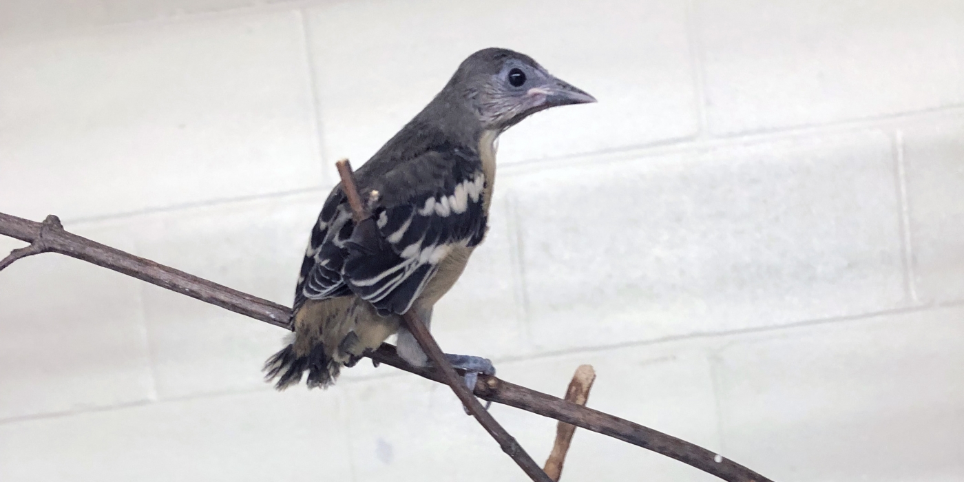 Baltimore oriole chick hatched at the Bird House, 2020