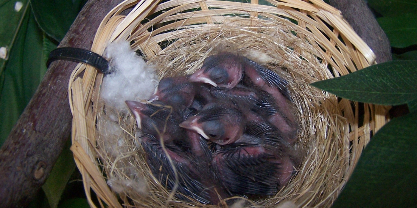 Indigo Bunting Chicks