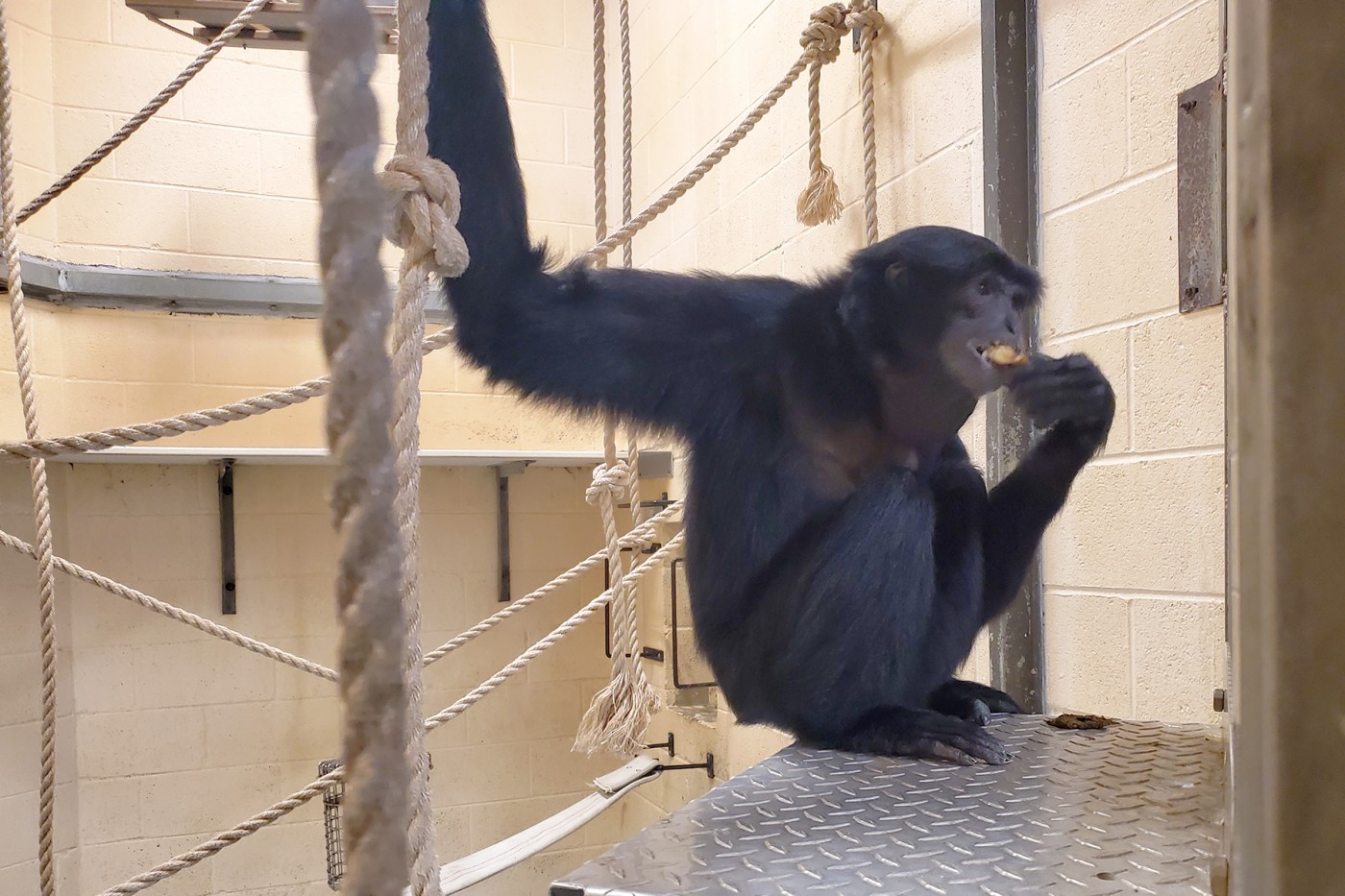 Siamang Adi eats her breakfast, a banana, indoors.